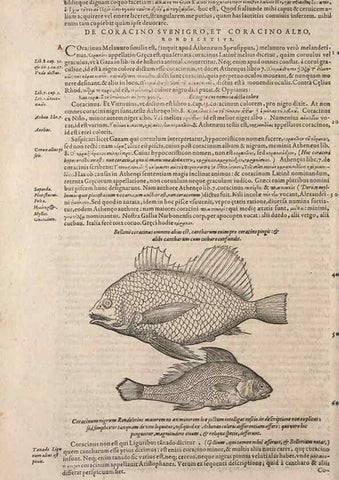Reproducción/Reproduction 15568601305: Conradi Gesneri medici Tigurini Historiae animalium liber IV :. Francofurti :In Bibliopolio Andreae Cambieri,anno MDCIIII [1604]