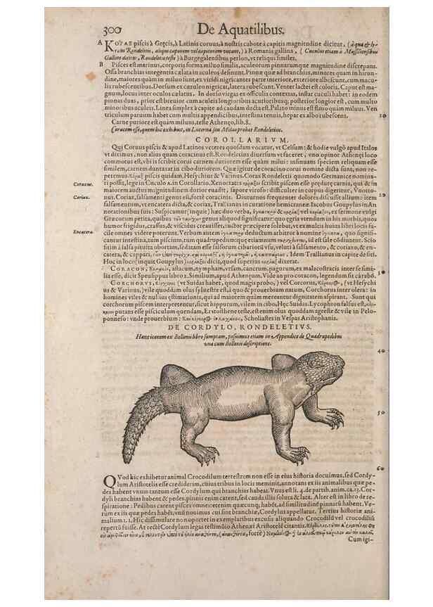 Reproducción/Reproduction 15544903446: Conradi Gesneri medici Tigurini Historiae animalium liber IV :. Francofurti :In Bibliopolio Andreae Cambieri,anno MDCIIII [1604]