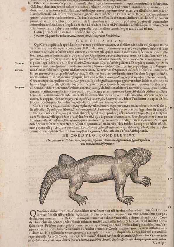 Reproducción/Reproduction 15544903446: Conradi Gesneri medici Tigurini Historiae animalium liber IV :. Francofurti :In Bibliopolio Andreae Cambieri,anno MDCIIII [1604]