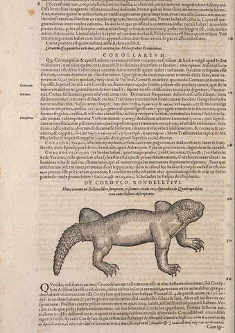 Reproducción/Reproduction 15544903446: Conradi Gesneri medici Tigurini Historiae animalium liber IV :. Francofurti :In Bibliopolio Andreae Cambieri,anno MDCIIII [1604]