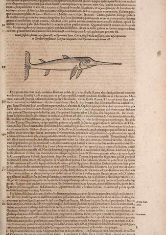 Reproducción/Reproduction 14948478173: Conradi Gesneri medici Tigurini Historiae animalium liber IV :. Francofurti :In Bibliopolio Andreae Cambieri,anno MDCIIII [1604]