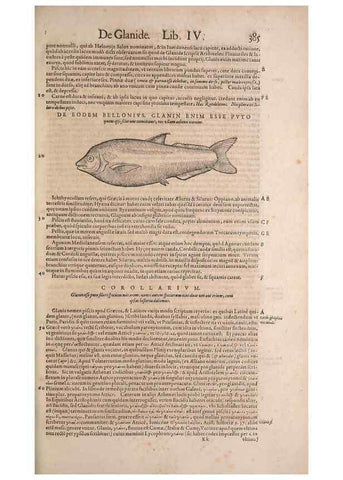 Reproducción/Reproduction 15565982351: Conradi Gesneri medici Tigurini Historiae animalium liber IV :. Francofurti :In Bibliopolio Andreae Cambieri,anno MDCIIII [1604]