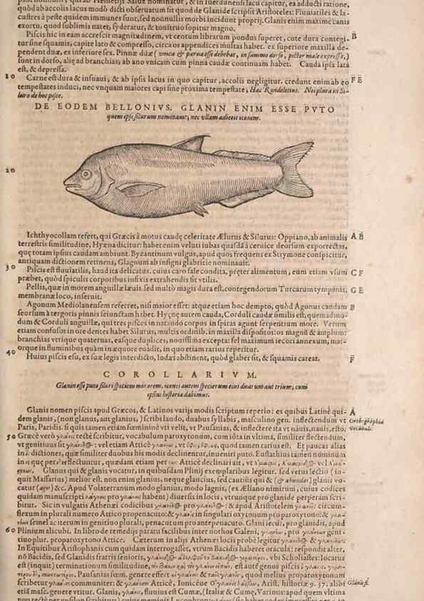 Reproducción/Reproduction 15565982351: Conradi Gesneri medici Tigurini Historiae animalium liber IV :. Francofurti :In Bibliopolio Andreae Cambieri,anno MDCIIII [1604]