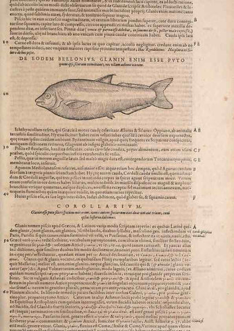 Reproducción/Reproduction 15565982351: Conradi Gesneri medici Tigurini Historiae animalium liber IV :. Francofurti :In Bibliopolio Andreae Cambieri,anno MDCIIII [1604]