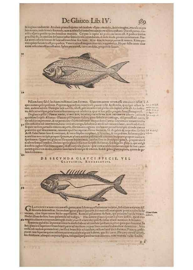 Reproducción/Reproduction 14948482223: Conradi Gesneri medici Tigurini Historiae animalium liber IV :. Francofurti :In Bibliopolio Andreae Cambieri,anno MDCIIII [1604]