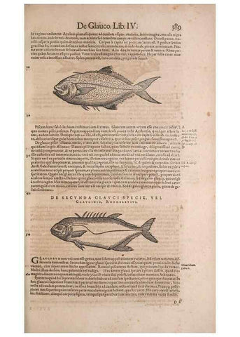 Reproducción/Reproduction 14948482223: Conradi Gesneri medici Tigurini Historiae animalium liber IV :. Francofurti :In Bibliopolio Andreae Cambieri,anno MDCIIII [1604]