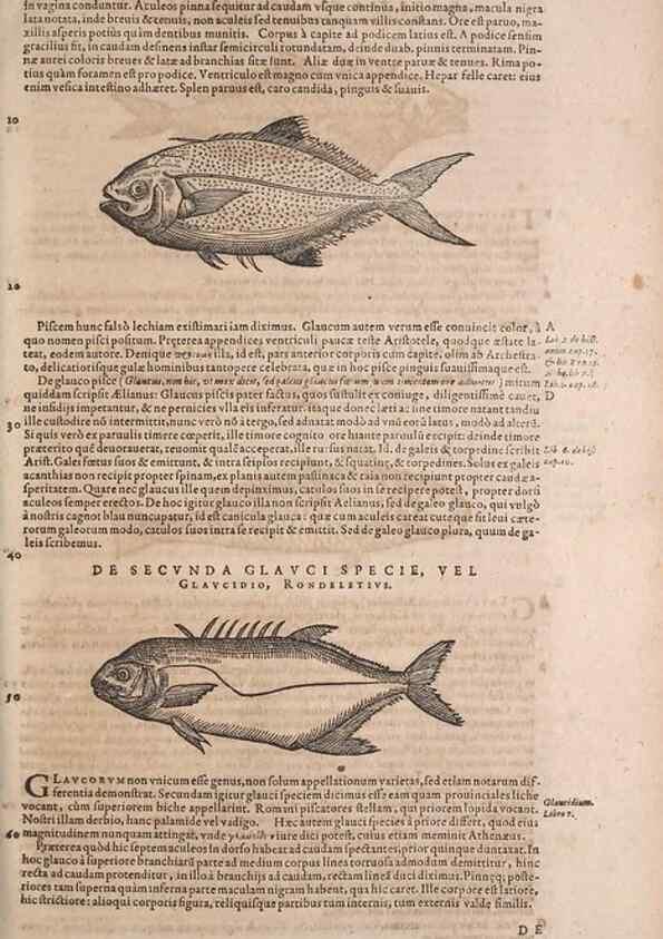 Reproducción/Reproduction 14948482223: Conradi Gesneri medici Tigurini Historiae animalium liber IV :. Francofurti :In Bibliopolio Andreae Cambieri,anno MDCIIII [1604]