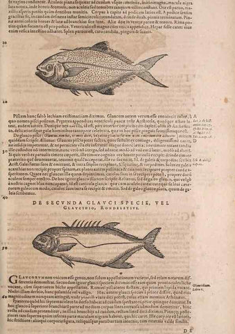 Reproducción/Reproduction 14948482223: Conradi Gesneri medici Tigurini Historiae animalium liber IV :. Francofurti :In Bibliopolio Andreae Cambieri,anno MDCIIII [1604]