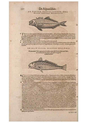 Reproducción/Reproduction 15382503858: Conradi Gesneri medici Tigurini Historiae animalium liber IV :. Francofurti :In Bibliopolio Andreae Cambieri,anno MDCIIII [1604]