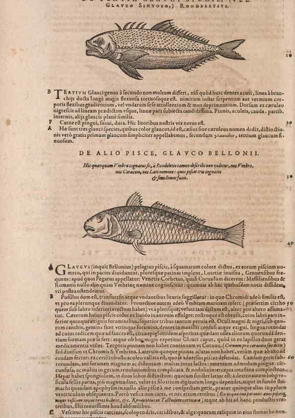Reproducción/Reproduction 15382503858: Conradi Gesneri medici Tigurini Historiae animalium liber IV :. Francofurti :In Bibliopolio Andreae Cambieri,anno MDCIIII [1604]