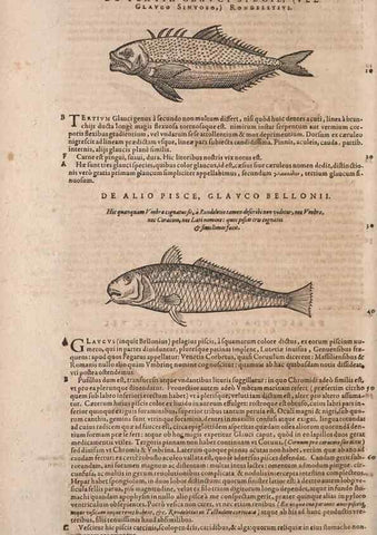 Reproducción/Reproduction 15382503858: Conradi Gesneri medici Tigurini Historiae animalium liber IV :. Francofurti :In Bibliopolio Andreae Cambieri,anno MDCIIII [1604]