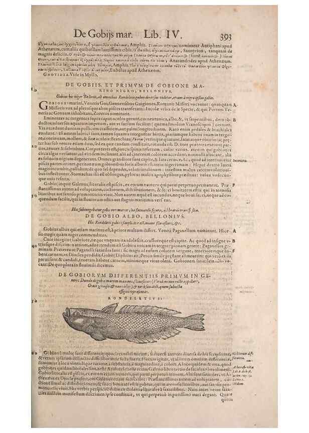 Reproducción/Reproduction 15382506368: Conradi Gesneri medici Tigurini Historiae animalium liber IV :. Francofurti :In Bibliopolio Andreae Cambieri,anno MDCIIII [1604]