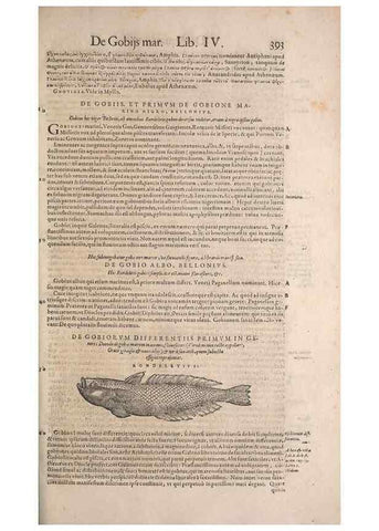 Reproducción/Reproduction 15382506368: Conradi Gesneri medici Tigurini Historiae animalium liber IV :. Francofurti :In Bibliopolio Andreae Cambieri,anno MDCIIII [1604]
