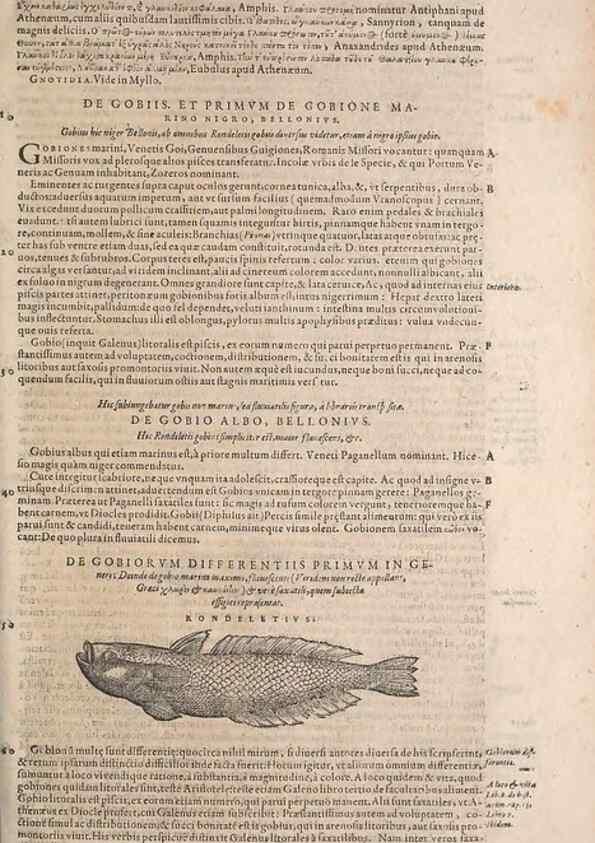 Reproducción/Reproduction 15382506368: Conradi Gesneri medici Tigurini Historiae animalium liber IV :. Francofurti :In Bibliopolio Andreae Cambieri,anno MDCIIII [1604]