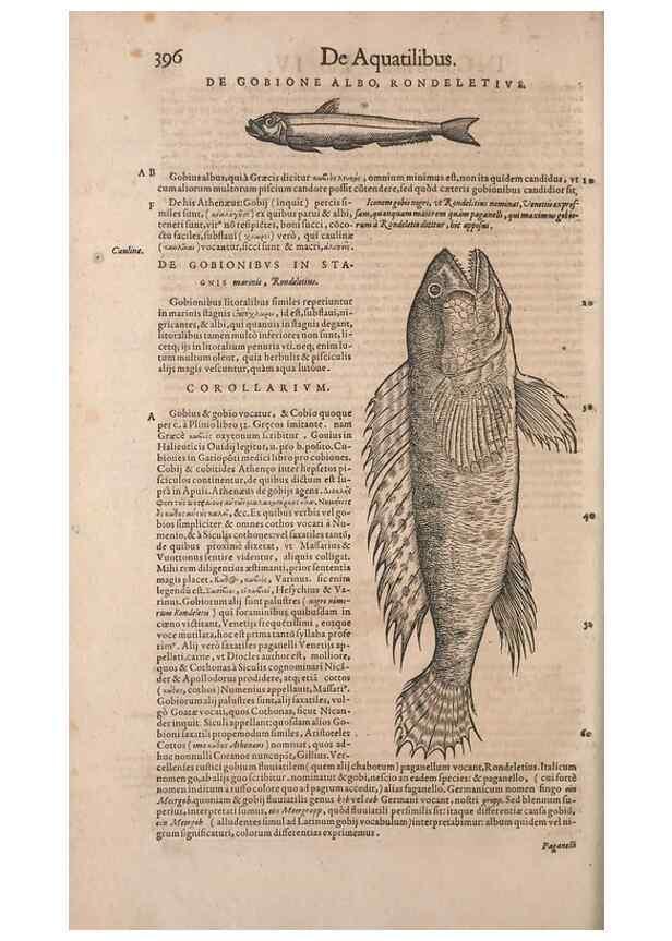 Reproducción/Reproduction 15568660195: Conradi Gesneri medici Tigurini Historiae animalium liber IV :. Francofurti :In Bibliopolio Andreae Cambieri,anno MDCIIII [1604]