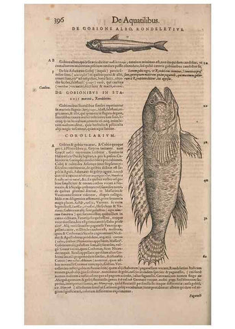 Reproducción/Reproduction 15568660195: Conradi Gesneri medici Tigurini Historiae animalium liber IV :. Francofurti :In Bibliopolio Andreae Cambieri,anno MDCIIII [1604]