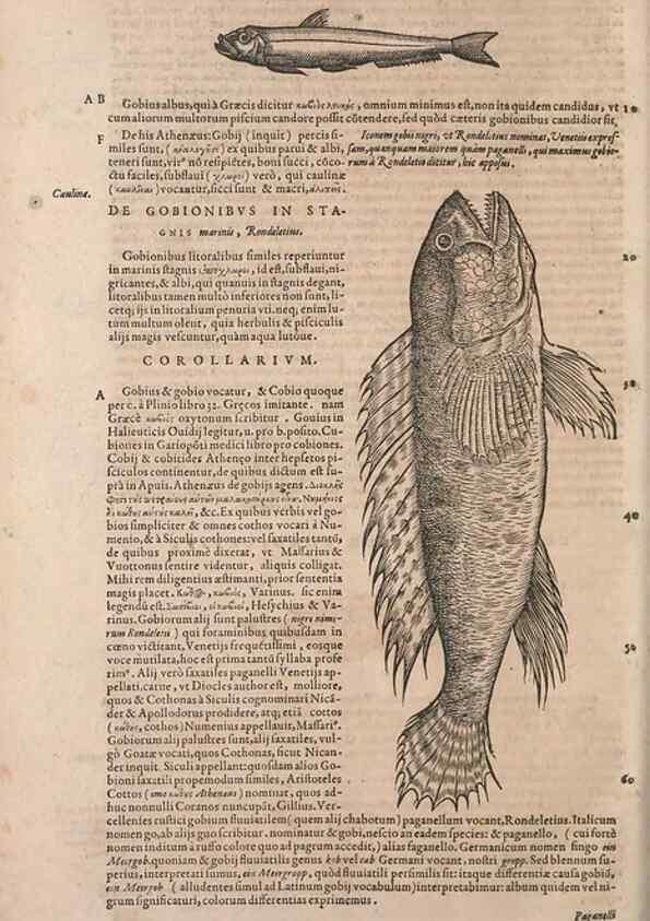 Reproducción/Reproduction 15568660195: Conradi Gesneri medici Tigurini Historiae animalium liber IV :. Francofurti :In Bibliopolio Andreae Cambieri,anno MDCIIII [1604]