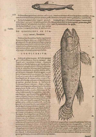 Reproducción/Reproduction 15568660195: Conradi Gesneri medici Tigurini Historiae animalium liber IV :. Francofurti :In Bibliopolio Andreae Cambieri,anno MDCIIII [1604]