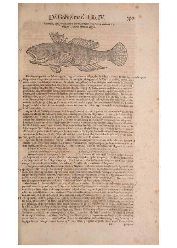Reproducción/Reproduction 15382510758: Conradi Gesneri medici Tigurini Historiae animalium liber IV :. Francofurti :In Bibliopolio Andreae Cambieri,anno MDCIIII [1604]