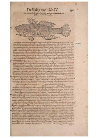 Reproducción/Reproduction 15382510758: Conradi Gesneri medici Tigurini Historiae animalium liber IV :. Francofurti :In Bibliopolio Andreae Cambieri,anno MDCIIII [1604]