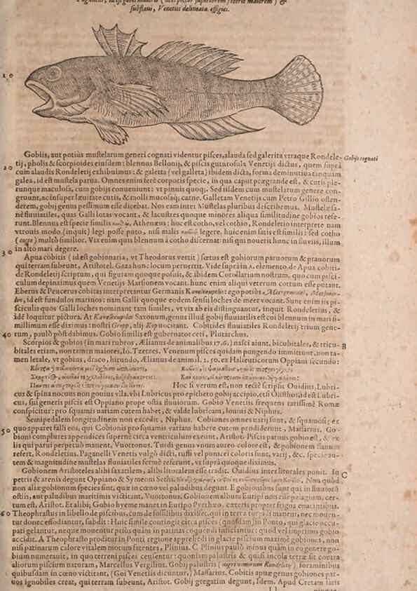 Reproducción/Reproduction 15382510758: Conradi Gesneri medici Tigurini Historiae animalium liber IV :. Francofurti :In Bibliopolio Andreae Cambieri,anno MDCIIII [1604]