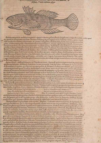 Reproducción/Reproduction 15382510758: Conradi Gesneri medici Tigurini Historiae animalium liber IV :. Francofurti :In Bibliopolio Andreae Cambieri,anno MDCIIII [1604]