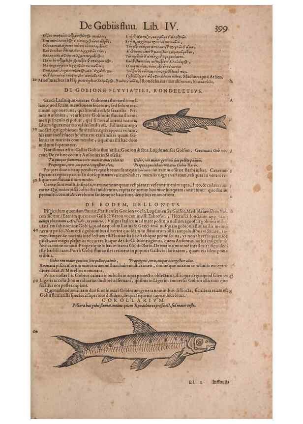 Reproducción/Reproduction 15382656327: Conradi Gesneri medici Tigurini Historiae animalium liber IV :. Francofurti :In Bibliopolio Andreae Cambieri,anno MDCIIII [1604]