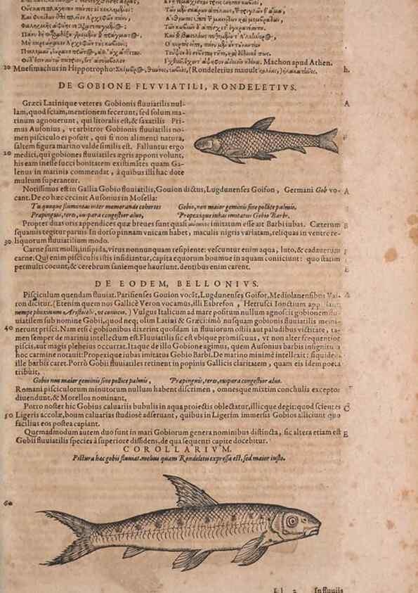 Reproducción/Reproduction 15382656327: Conradi Gesneri medici Tigurini Historiae animalium liber IV :. Francofurti :In Bibliopolio Andreae Cambieri,anno MDCIIII [1604]