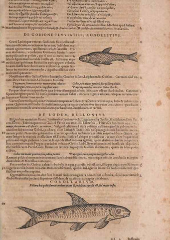 Reproducción/Reproduction 15382656327: Conradi Gesneri medici Tigurini Historiae animalium liber IV :. Francofurti :In Bibliopolio Andreae Cambieri,anno MDCIIII [1604]