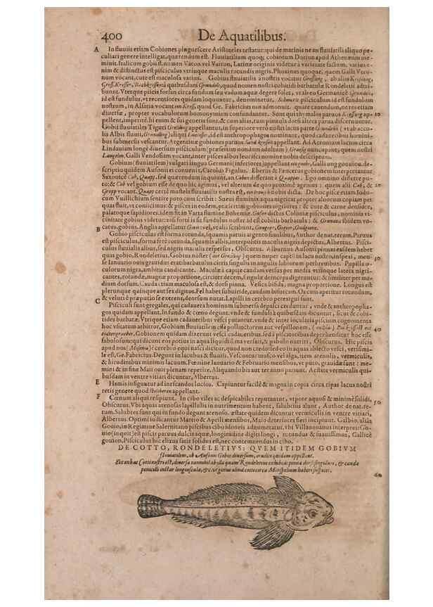 Reproducción/Reproduction 14947917134: Conradi Gesneri medici Tigurini Historiae animalium liber IV :. Francofurti :In Bibliopolio Andreae Cambieri,anno MDCIIII [1604]