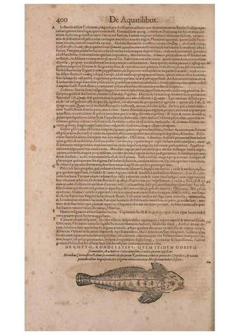 Reproducción/Reproduction 14947917134: Conradi Gesneri medici Tigurini Historiae animalium liber IV :. Francofurti :In Bibliopolio Andreae Cambieri,anno MDCIIII [1604]