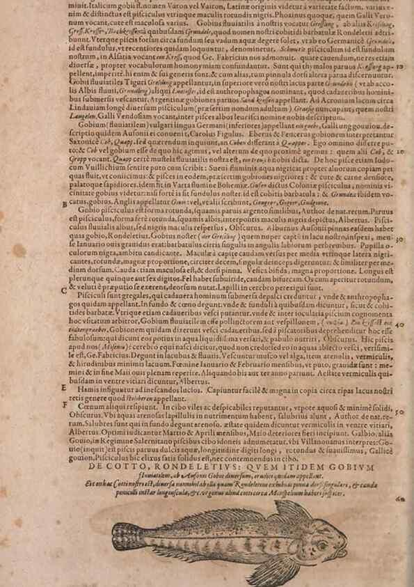 Reproducción/Reproduction 14947917134: Conradi Gesneri medici Tigurini Historiae animalium liber IV :. Francofurti :In Bibliopolio Andreae Cambieri,anno MDCIIII [1604]