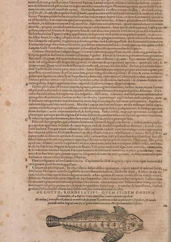 Reproducción/Reproduction 14947917134: Conradi Gesneri medici Tigurini Historiae animalium liber IV :. Francofurti :In Bibliopolio Andreae Cambieri,anno MDCIIII [1604]