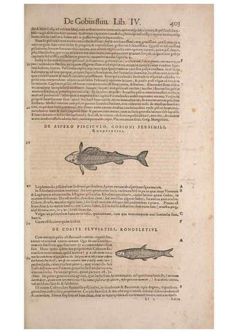 Reproducción/Reproduction 15569506722: Conradi Gesneri medici Tigurini Historiae animalium liber IV :. Francofurti :In Bibliopolio Andreae Cambieri,anno MDCIIII [1604]
