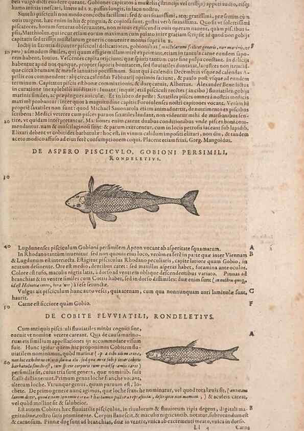 Reproducción/Reproduction 15569506722: Conradi Gesneri medici Tigurini Historiae animalium liber IV :. Francofurti :In Bibliopolio Andreae Cambieri,anno MDCIIII [1604]
