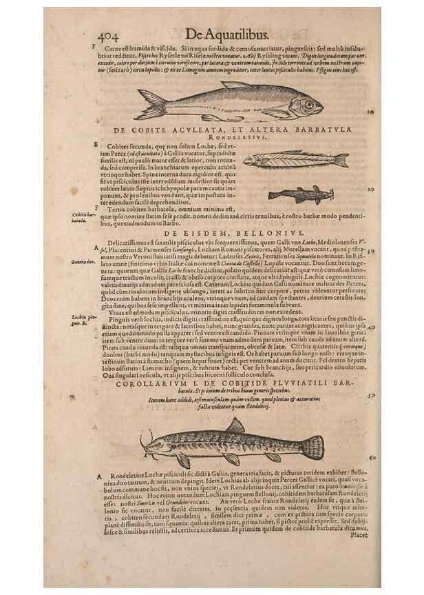 Reproducción/Reproduction 15545207046: Conradi Gesneri medici Tigurini Historiae animalium liber IV :. Francofurti :In Bibliopolio Andreae Cambieri,anno MDCIIII [1604]