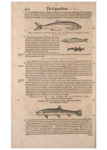 Reproducción/Reproduction 15545207046: Conradi Gesneri medici Tigurini Historiae animalium liber IV :. Francofurti :In Bibliopolio Andreae Cambieri,anno MDCIIII [1604]