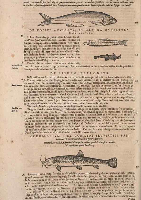 Reproducción/Reproduction 15545207046: Conradi Gesneri medici Tigurini Historiae animalium liber IV :. Francofurti :In Bibliopolio Andreae Cambieri,anno MDCIIII [1604]