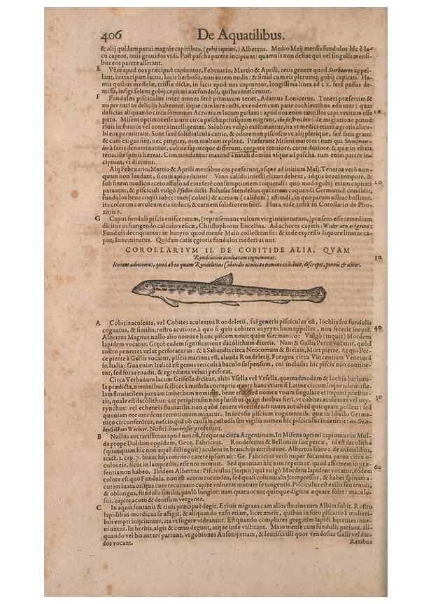 Reproducción/Reproduction 15566241261: Conradi Gesneri medici Tigurini Historiae animalium liber IV :. Francofurti :In Bibliopolio Andreae Cambieri,anno MDCIIII [1604]