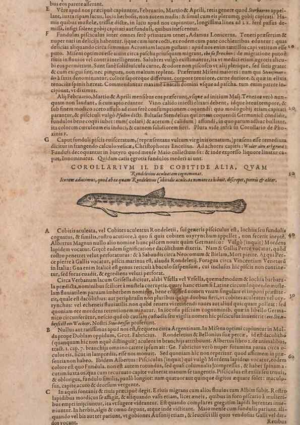 Reproducción/Reproduction 15566241261: Conradi Gesneri medici Tigurini Historiae animalium liber IV :. Francofurti :In Bibliopolio Andreae Cambieri,anno MDCIIII [1604]