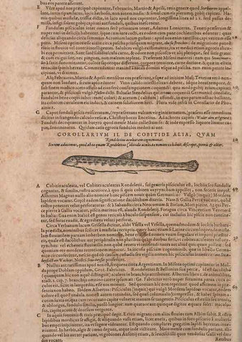 Reproducción/Reproduction 15566241261: Conradi Gesneri medici Tigurini Historiae animalium liber IV :. Francofurti :In Bibliopolio Andreae Cambieri,anno MDCIIII [1604]