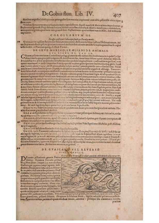 Reproducción/Reproduction 14948161594: Conradi Gesneri medici Tigurini Historiae animalium liber IV :. Francofurti :In Bibliopolio Andreae Cambieri,anno MDCIIII [1604]