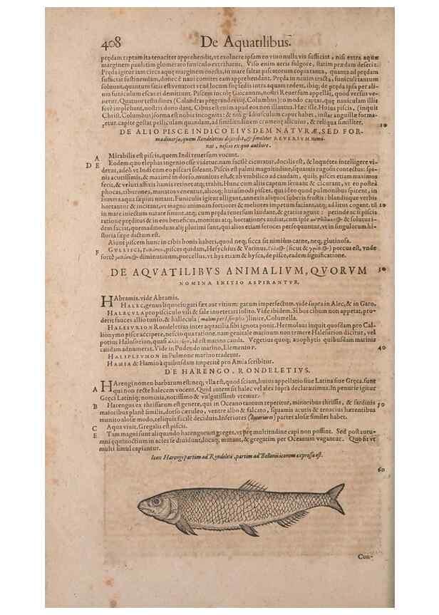 Reproducción/Reproduction 15382766548: Conradi Gesneri medici Tigurini Historiae animalium liber IV :. Francofurti :In Bibliopolio Andreae Cambieri,anno MDCIIII [1604]