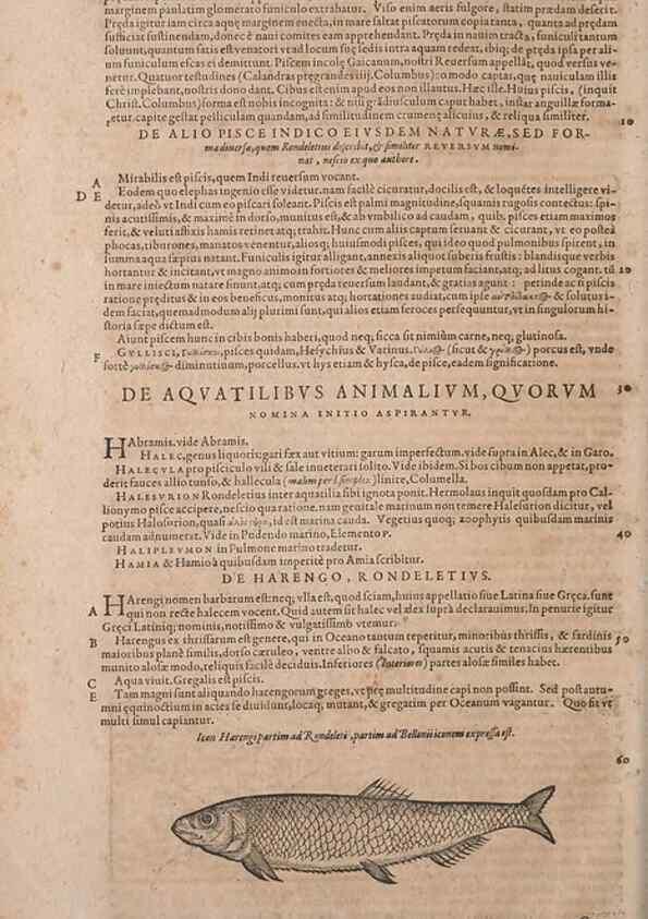 Reproducción/Reproduction 15382766548: Conradi Gesneri medici Tigurini Historiae animalium liber IV :. Francofurti :In Bibliopolio Andreae Cambieri,anno MDCIIII [1604]