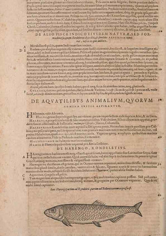 Reproducción/Reproduction 15382766548: Conradi Gesneri medici Tigurini Historiae animalium liber IV :. Francofurti :In Bibliopolio Andreae Cambieri,anno MDCIIII [1604]