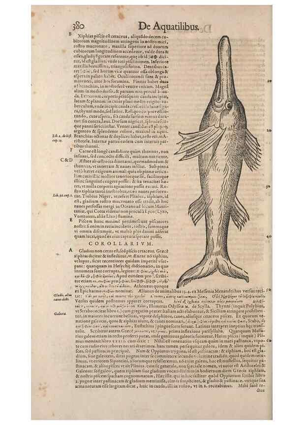 Reproducción/Reproduction 15383017720: Conradi Gesneri medici Tigurini Historiae animalium liber IV :. Francofurti :In Bibliopolio Andreae Cambieri,anno MDCIIII [1604]