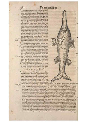 Reproducción/Reproduction 15383017720: Conradi Gesneri medici Tigurini Historiae animalium liber IV :. Francofurti :In Bibliopolio Andreae Cambieri,anno MDCIIII [1604]