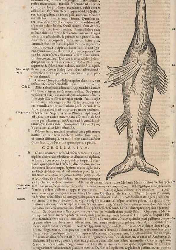 Reproducción/Reproduction 15383017720: Conradi Gesneri medici Tigurini Historiae animalium liber IV :. Francofurti :In Bibliopolio Andreae Cambieri,anno MDCIIII [1604]