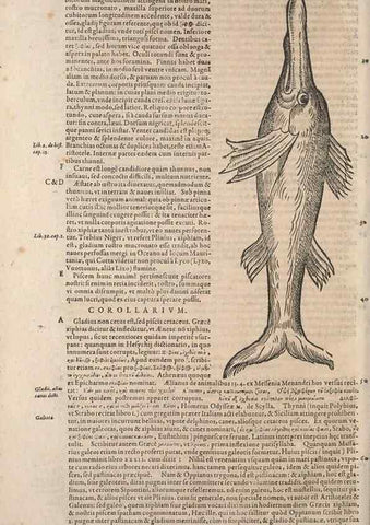Reproducción/Reproduction 15383017720: Conradi Gesneri medici Tigurini Historiae animalium liber IV :. Francofurti :In Bibliopolio Andreae Cambieri,anno MDCIIII [1604]