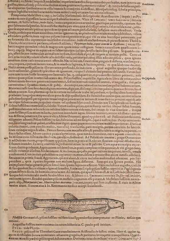 Reproducción/Reproduction 14947895824: Conradi Gesneri medici Tigurini Historiae animalium liber IV :. Francofurti :In Bibliopolio Andreae Cambieri,anno MDCIIII [1604]